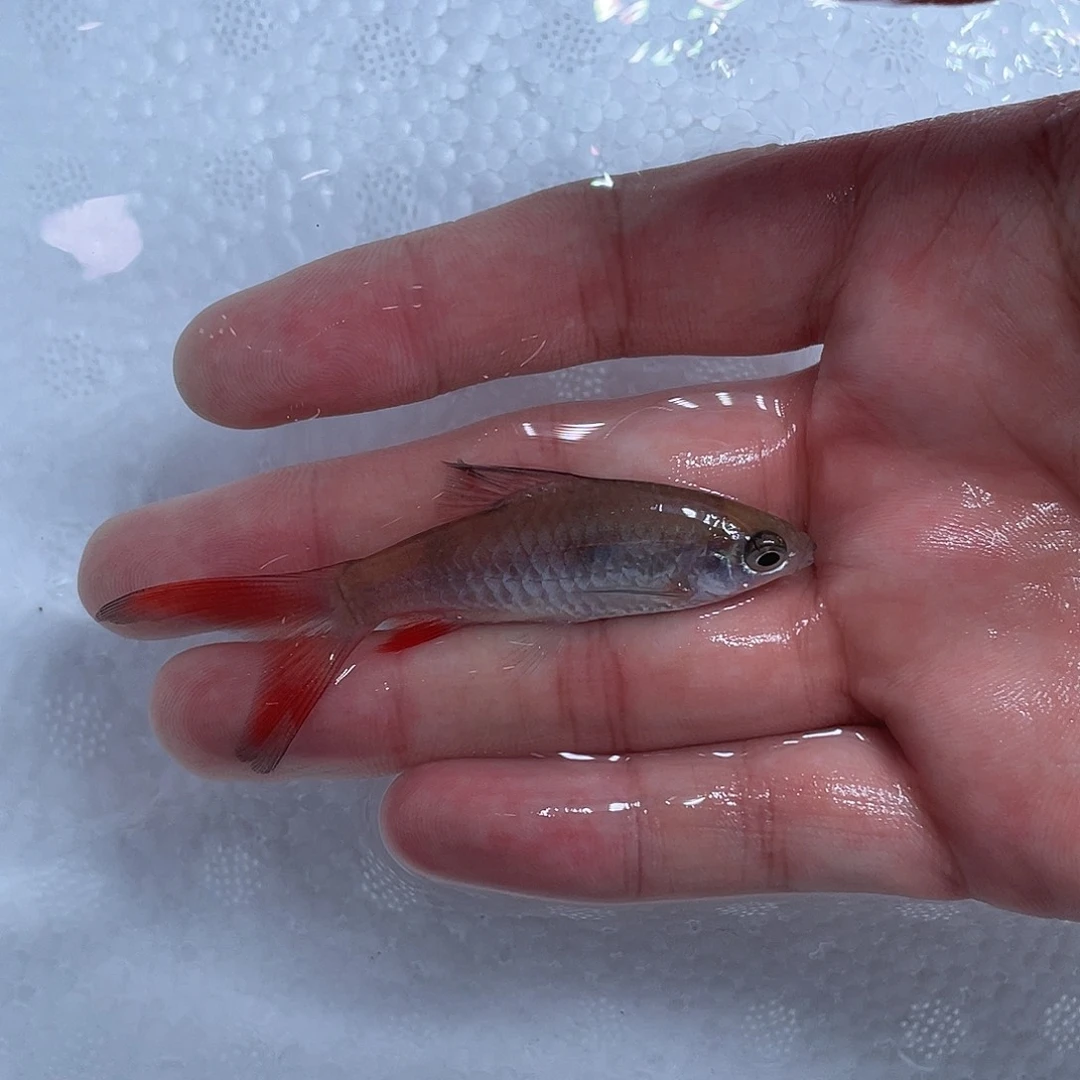 海水鱼大帆红尾绿荧光鲫8cm