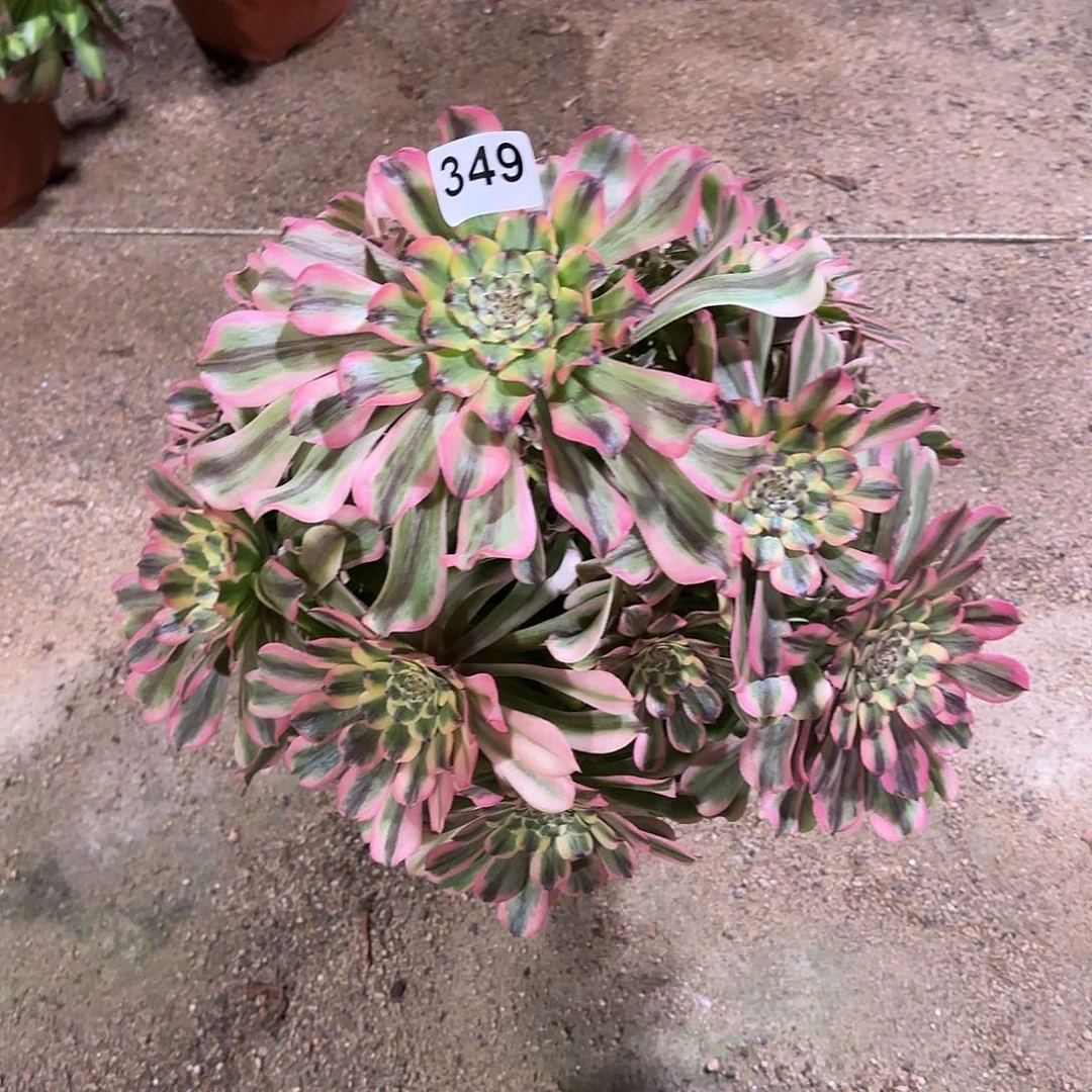 多肉法师黛玉349