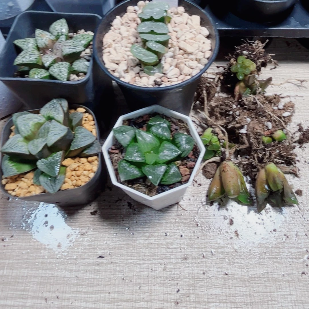 9棵漂亮肉肉多肉植物666