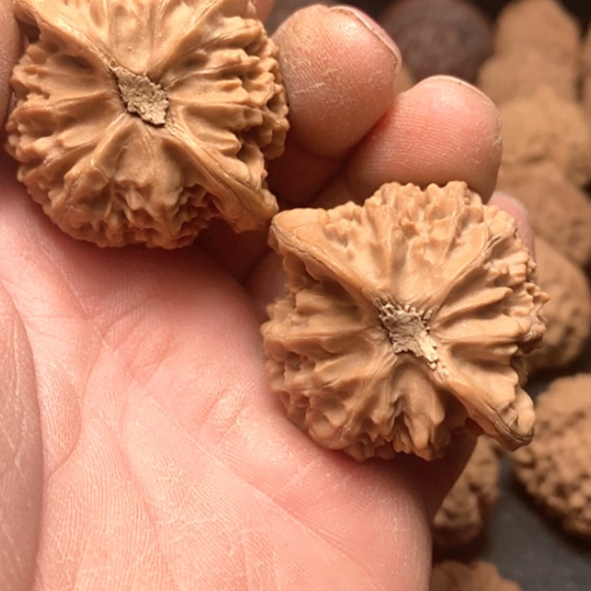 【闪购商品】元*宫灯狮