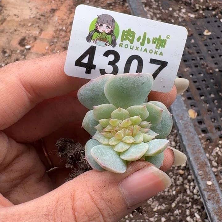 心****多肉植物多肉植物