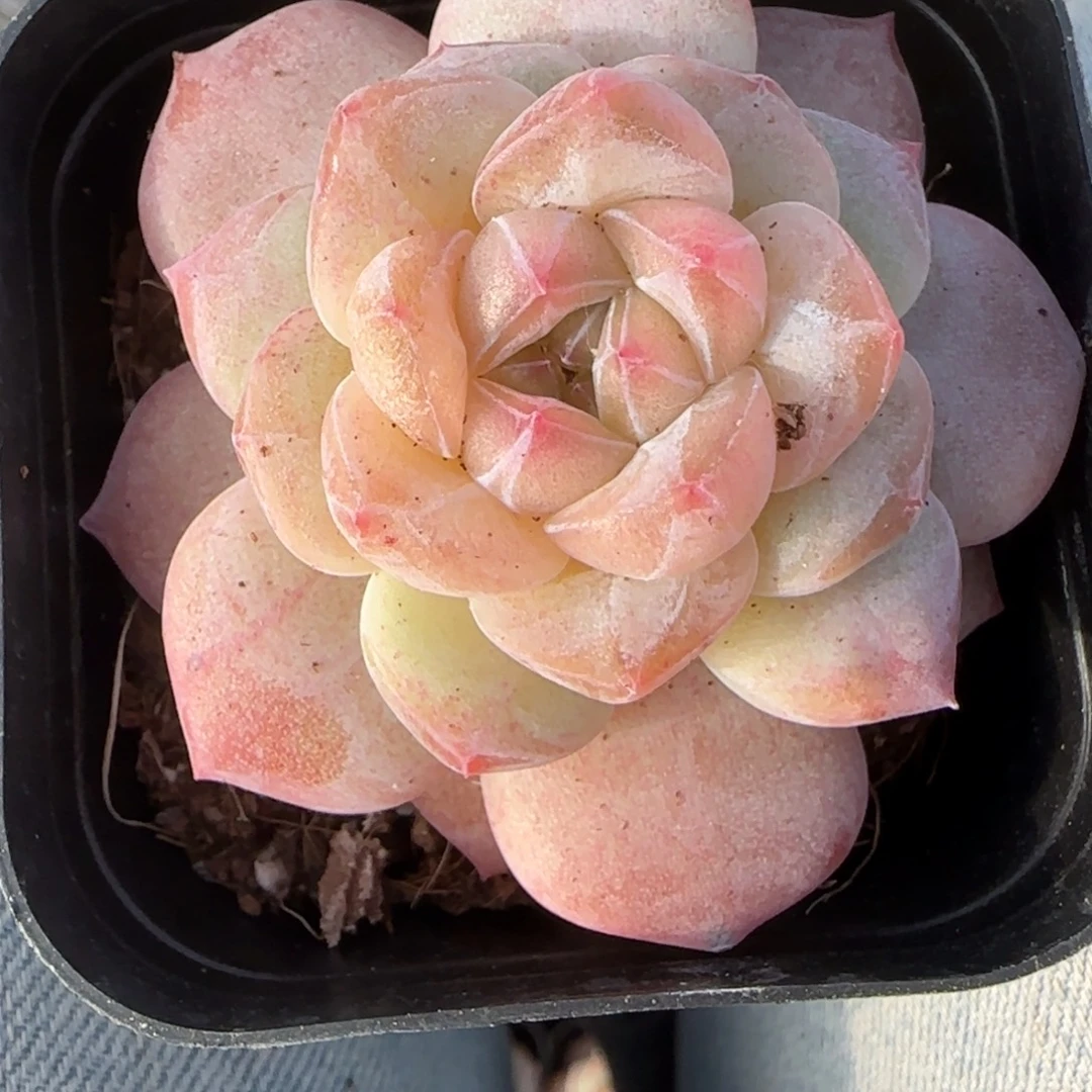 小卡拉米糖心一物一拍