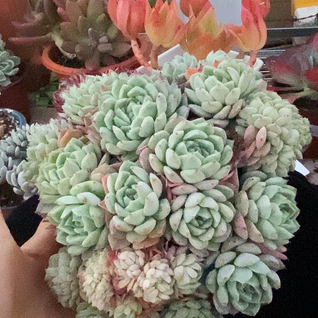 爪类缀化非常漂亮076