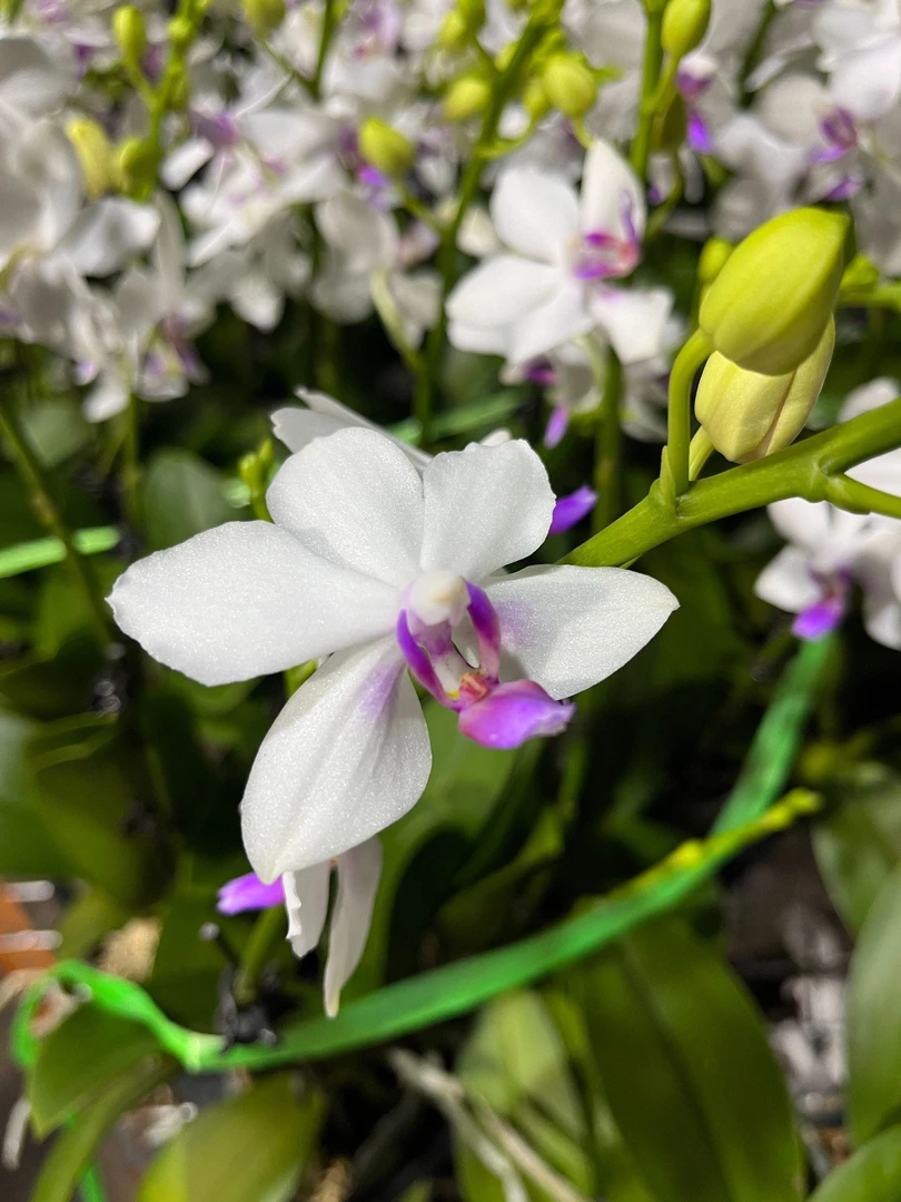 蝴蝶兰——白色恋人 带花发货