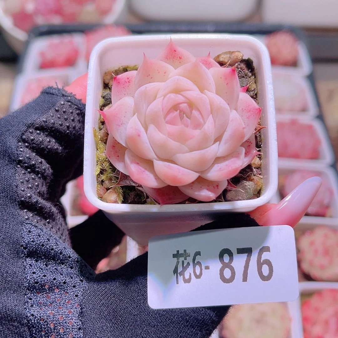 花利美6-876美瞳