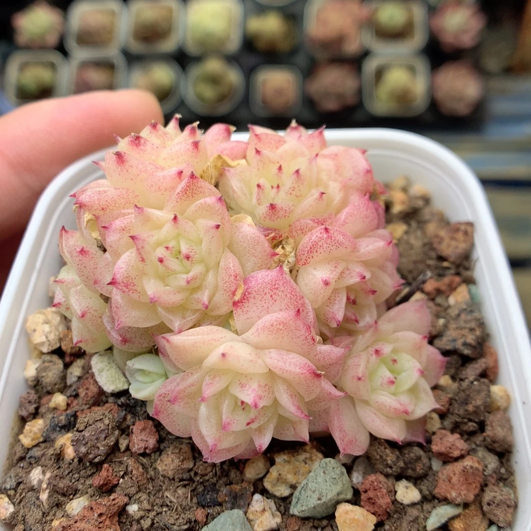 Q73 ，20包邮两天凑单偏远不发货