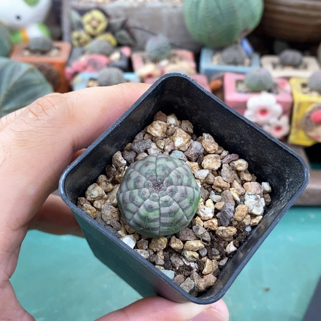 欧系实生布纹球多肉植物