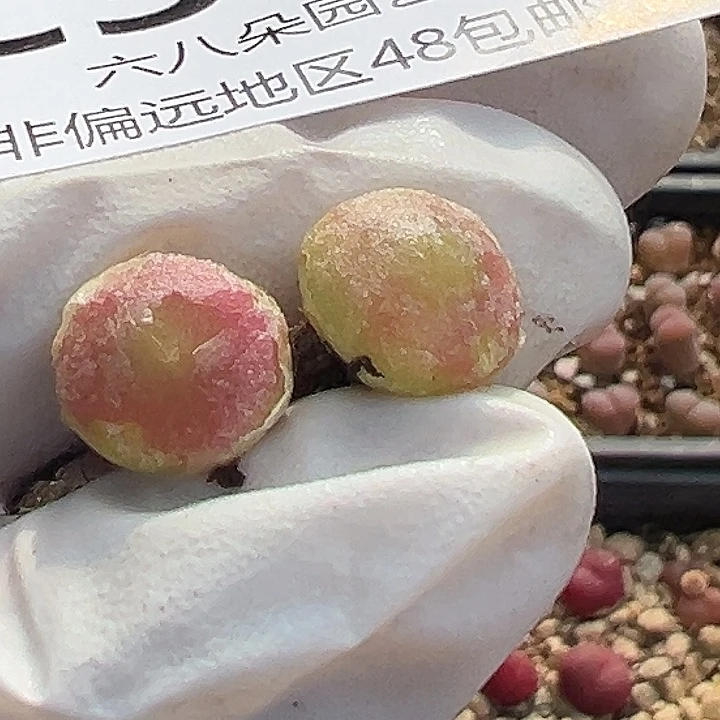 338号2颗哈墨灯泡