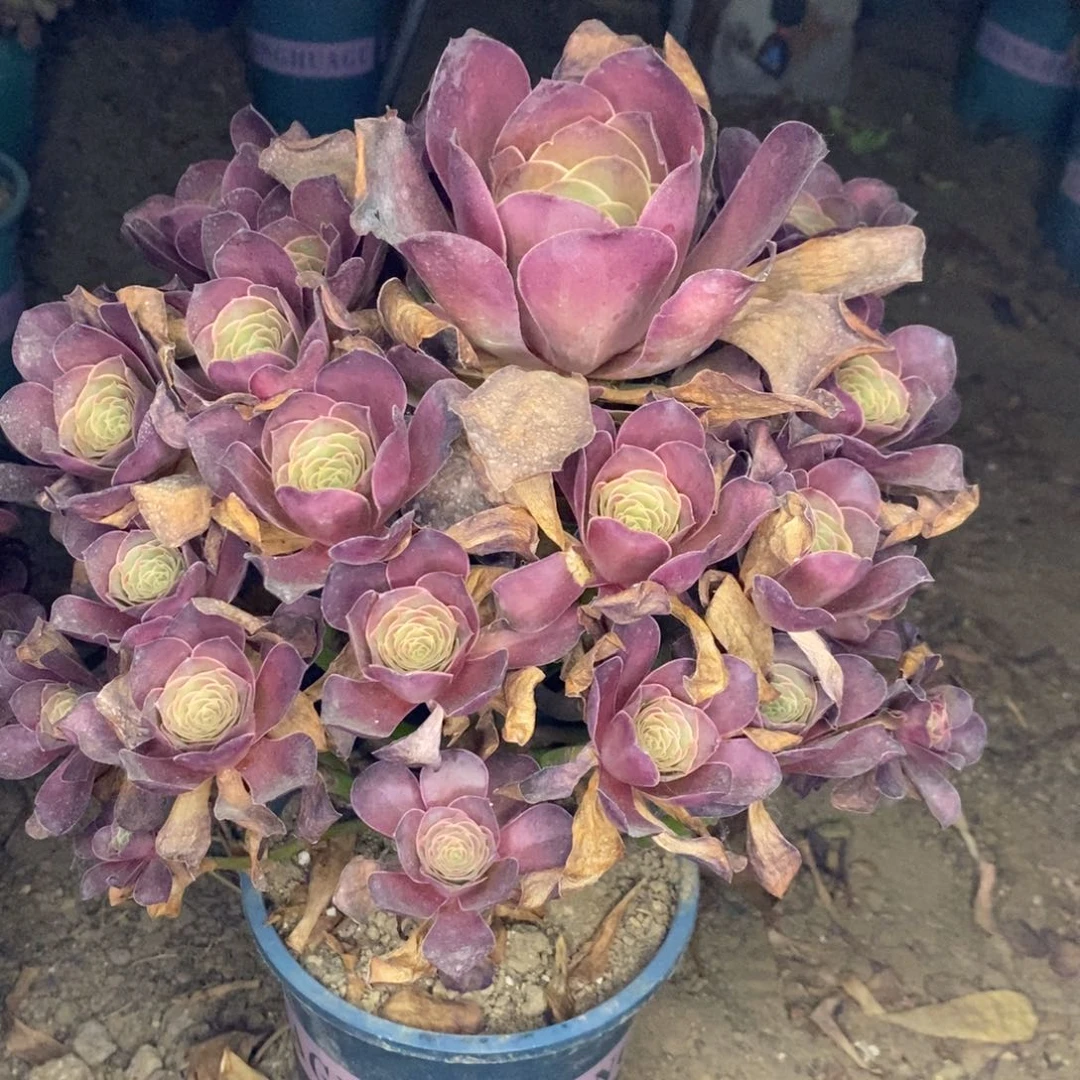 魅金玫瑰多肉植物043
