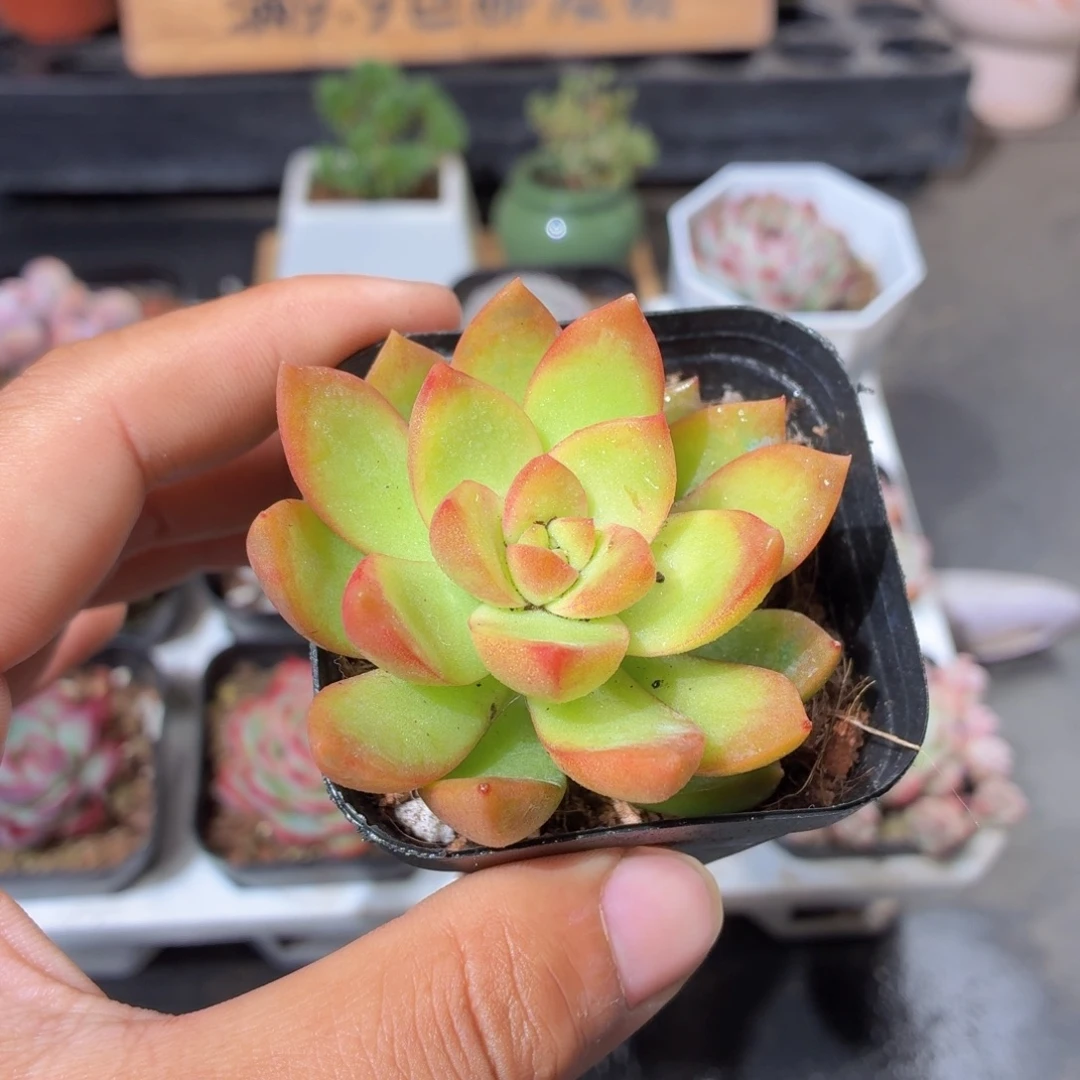 黄丽多肉9.9包邮发货