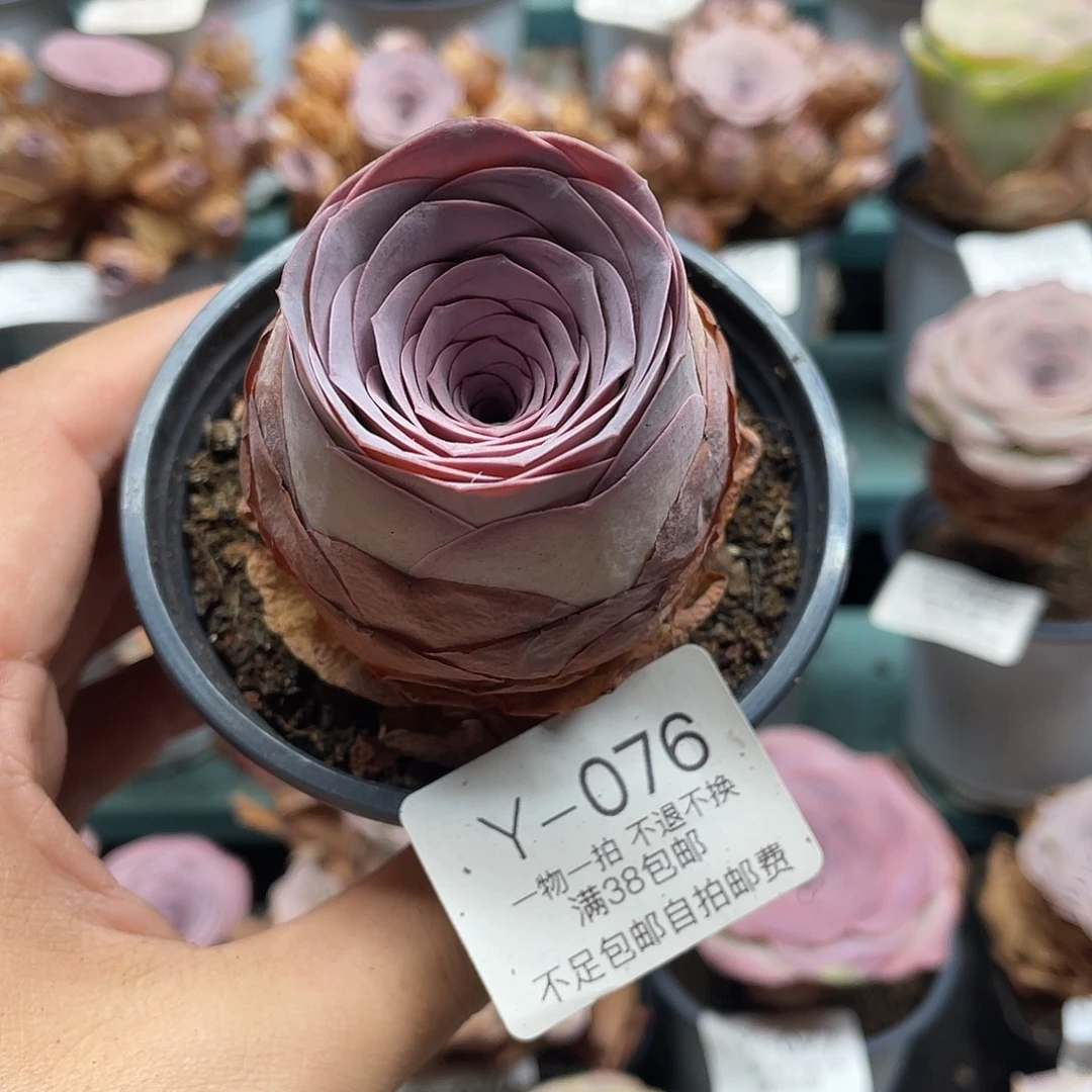 不知名福利Y076一物一拍