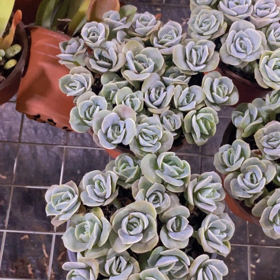 可爱玫瑰散装带盆土两盆