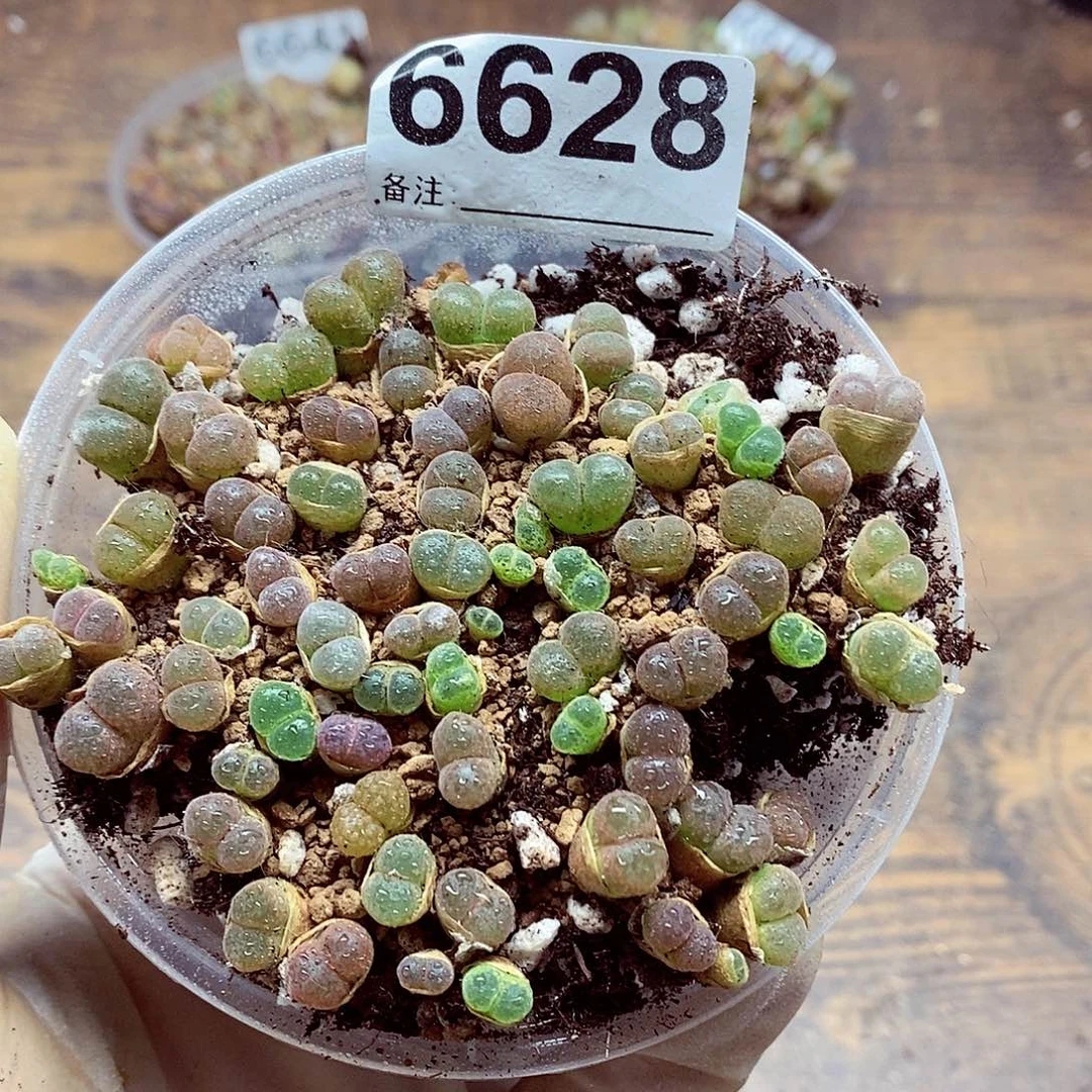 6628啊啊啊啊啊啊啊