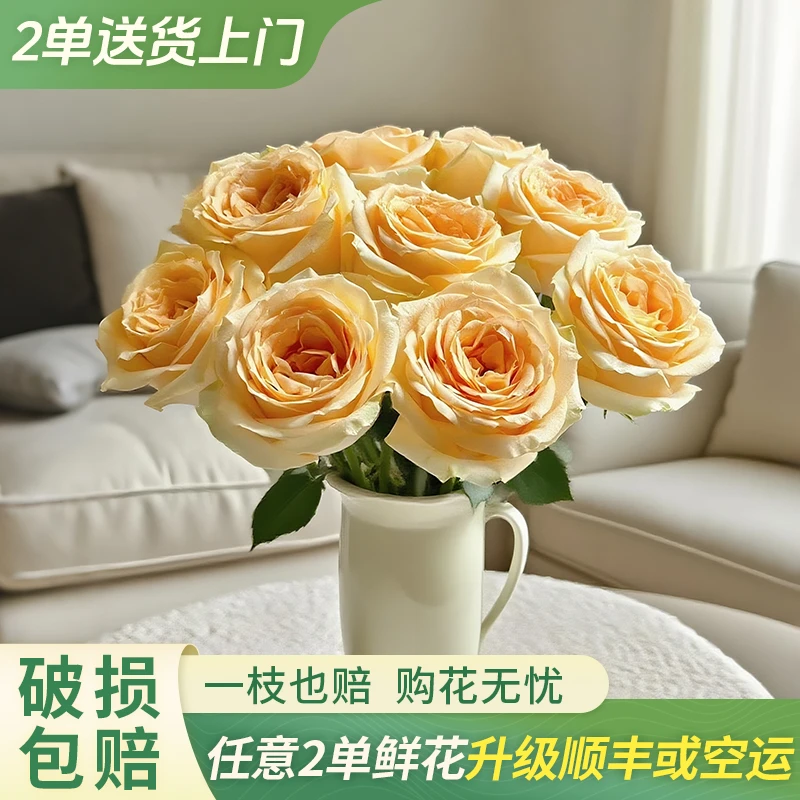【柔柔甄选】蜜桃雪山单头玫瑰云南直发鲜花家居水养鲜花花束客厅