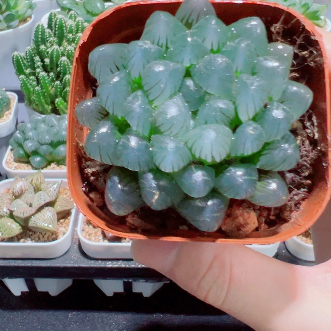 潘氏冰灯，8.8，6666