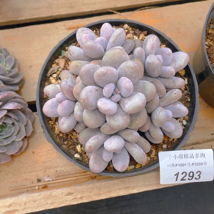 谢谢你的支持00001293