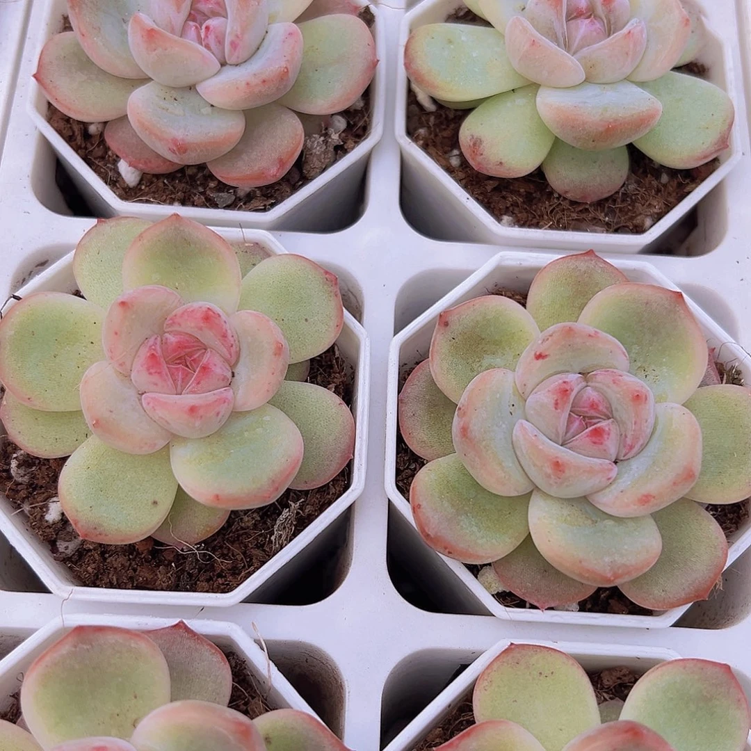 安娜珍妮19包邮多肉植物