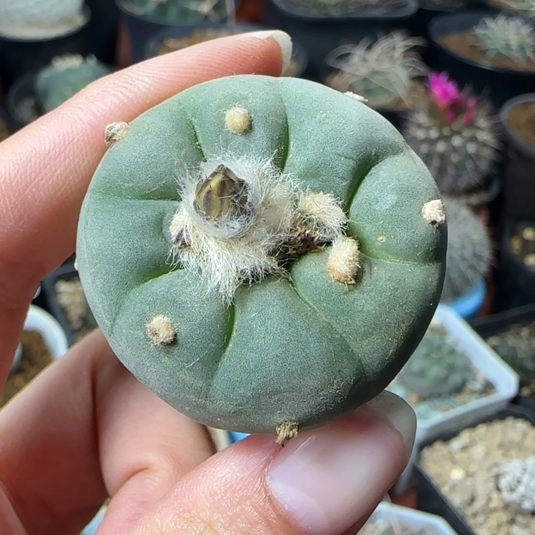 427实生草球多肉