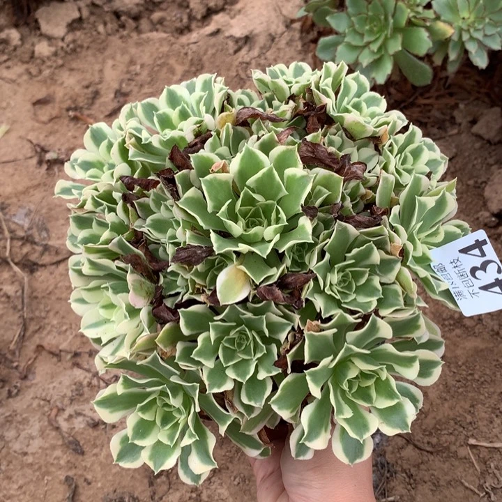 434白凤手捧4号棚