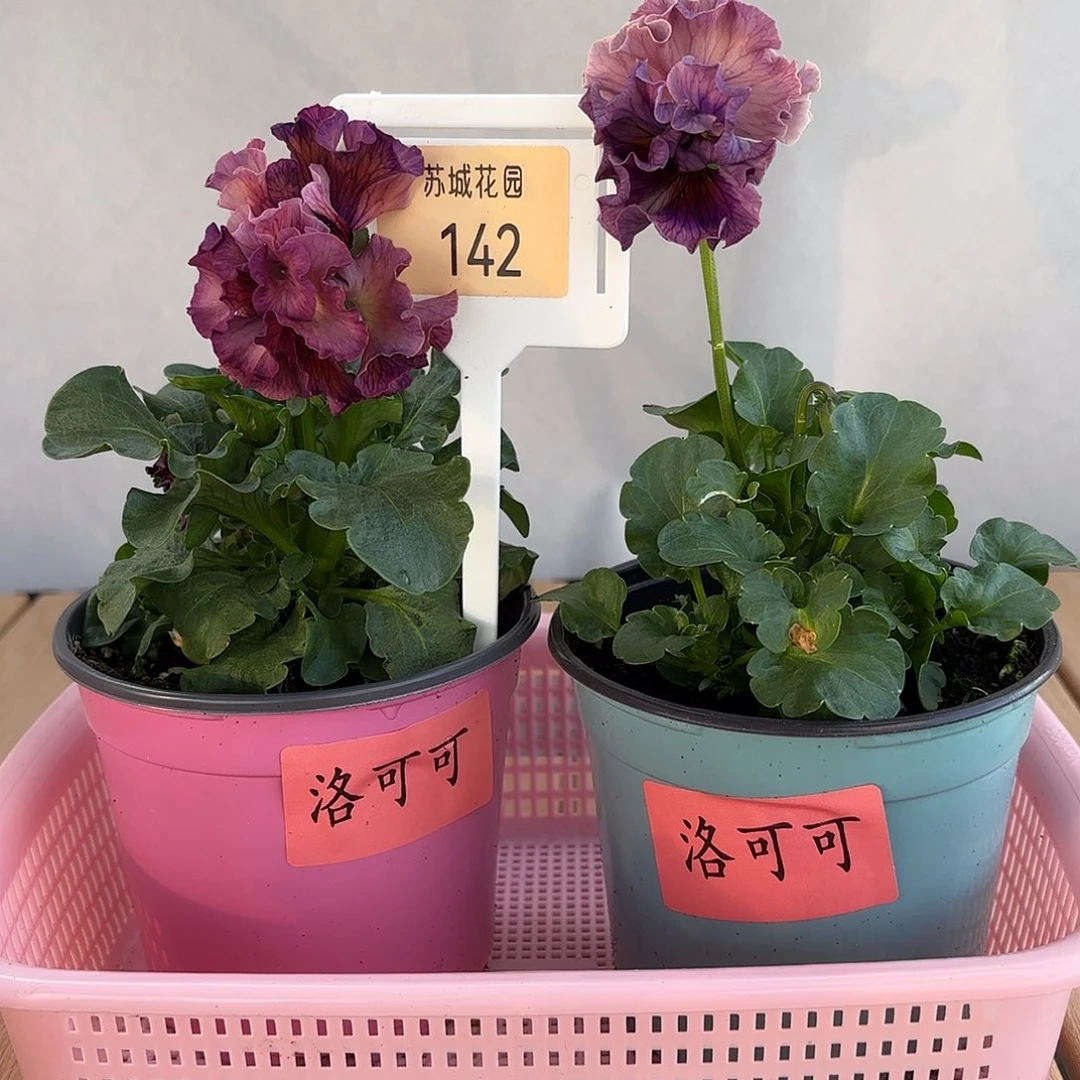 大部分开放少量花苞142