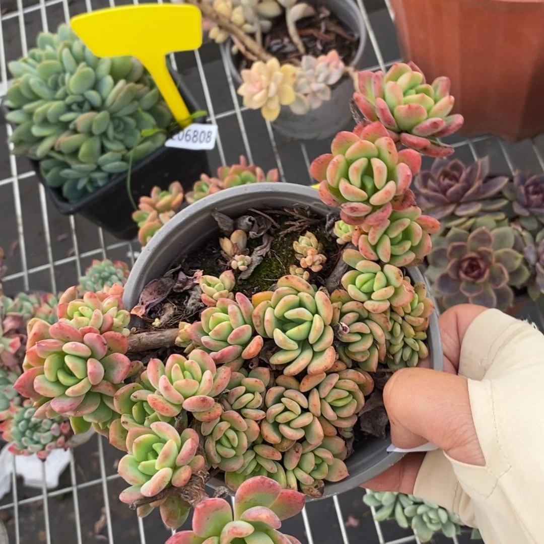 6809芬达群生一物一拍