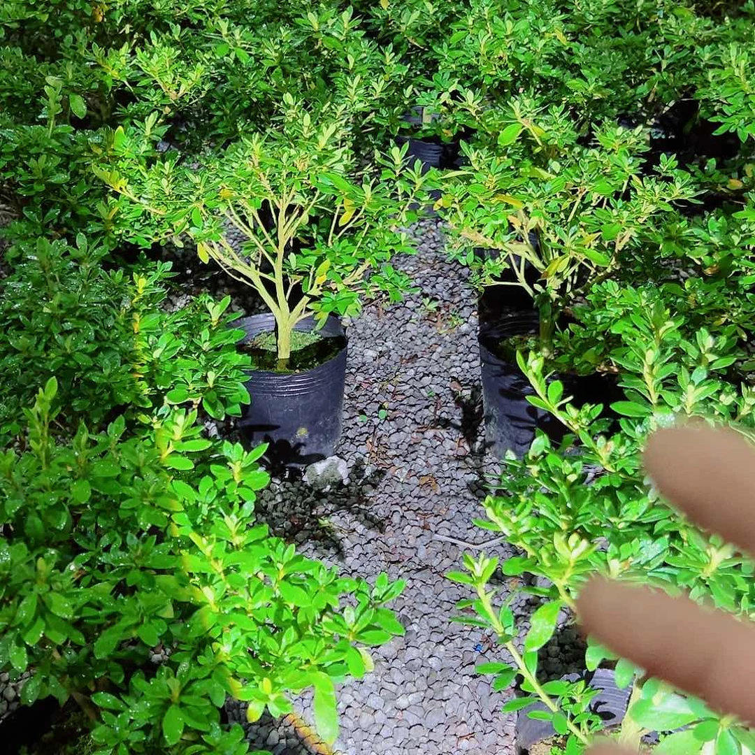 无花朵盆景皋月杜鹃爱花