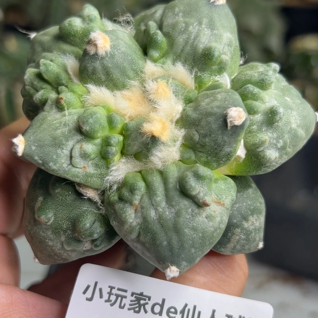 647 仙人球的牡丹啊