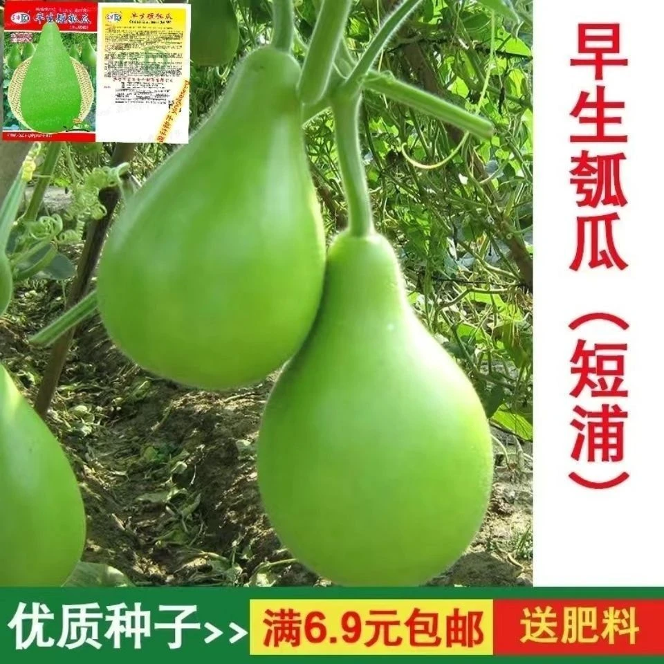 食用菜葫芦种子早生圆瓠瓜甜瓠子瓜蒲瓜大棚盆栽瓠瓜春夏秋播蔬菜
