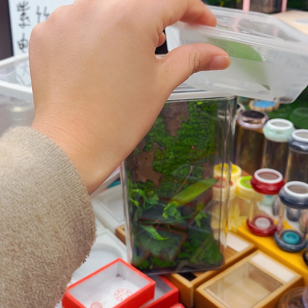 生态箱➕素贝2竹铃