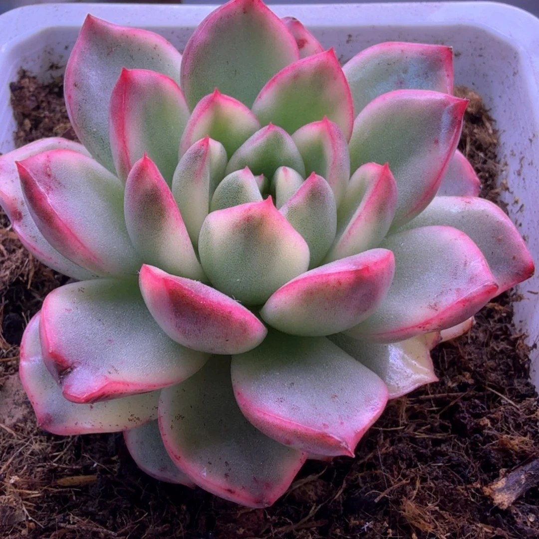 多肉植物 多肉植物