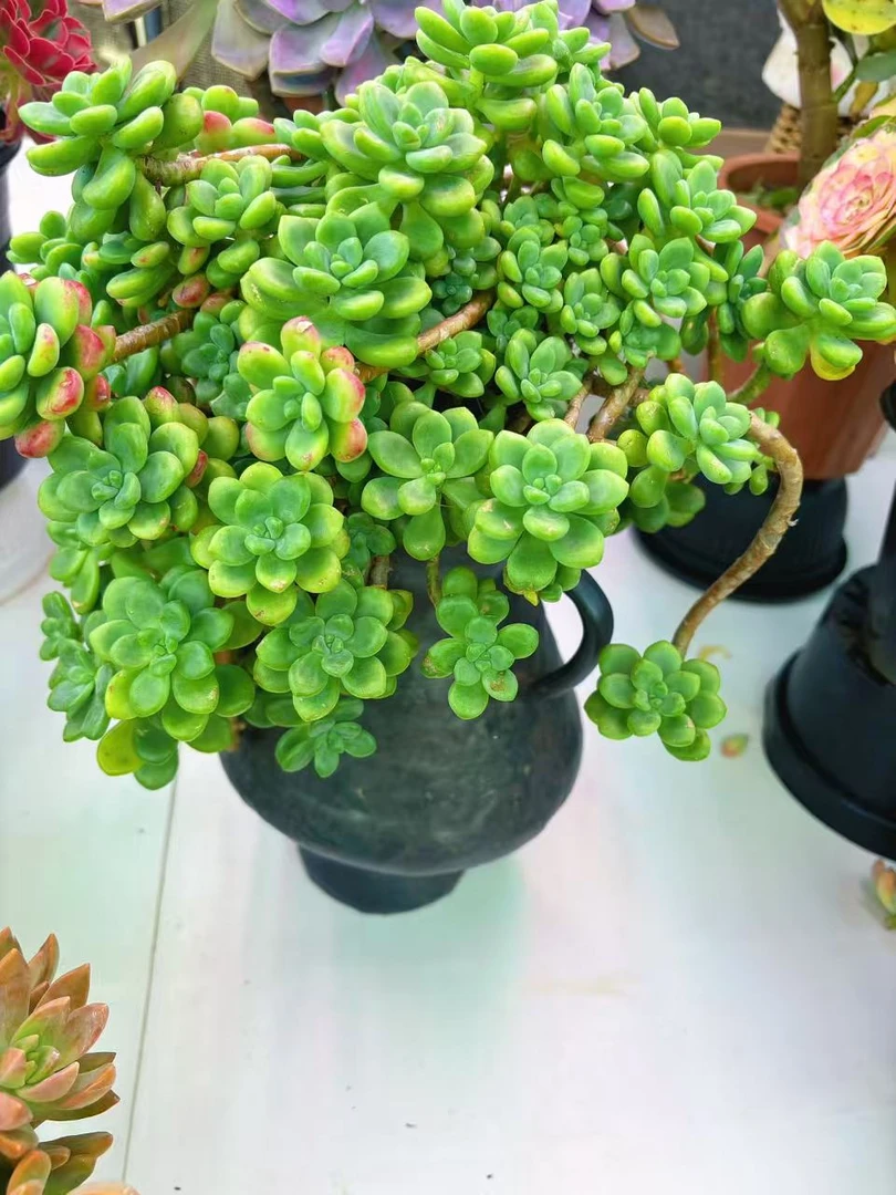 喜乐-老桩香格里拉 造型桩 新手好养 庭院好养 脱土发多肉植物