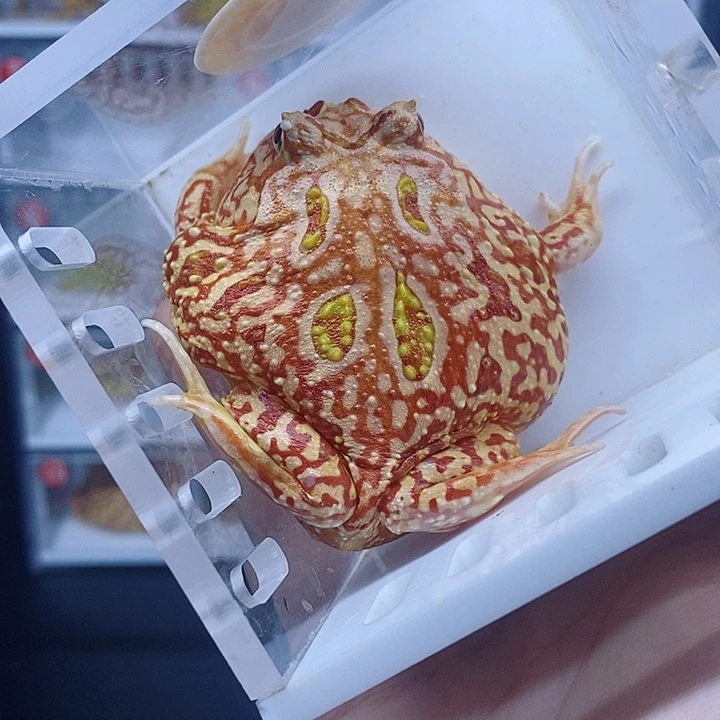 角蛙角蛙角蛙角蛙
