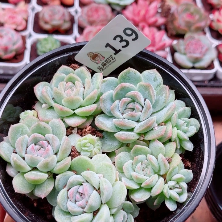 多肉植物多肉植物