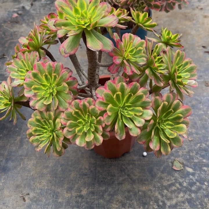 000000000000134夕颜