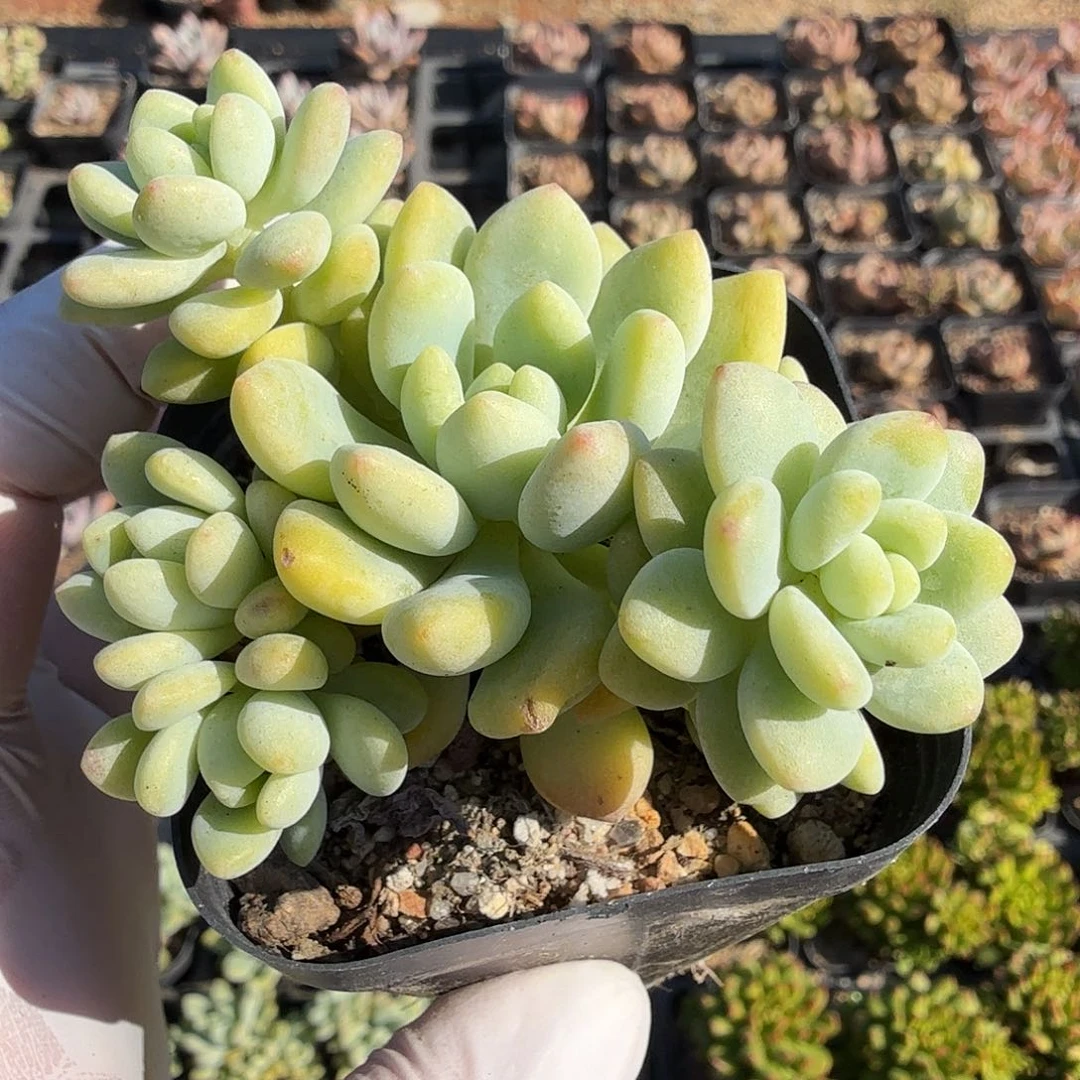 659七公分无砍凝脂莲满20包邮