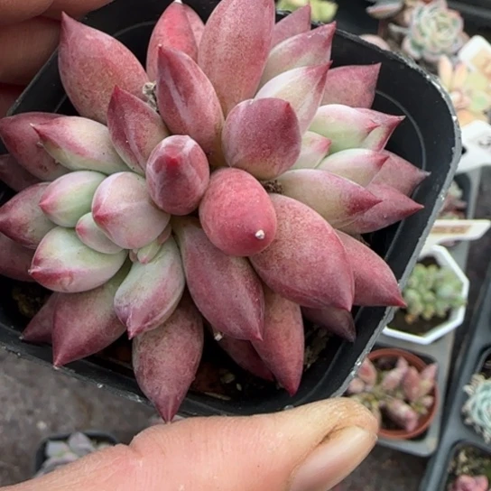 6车厘子多肉植物多