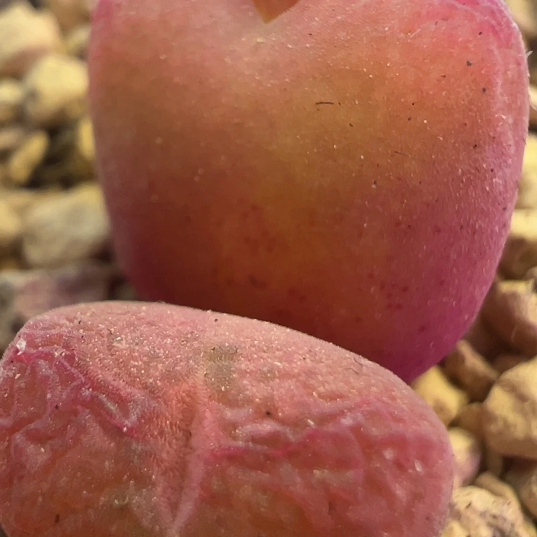 荧光粉空卡杂 肉锥植物