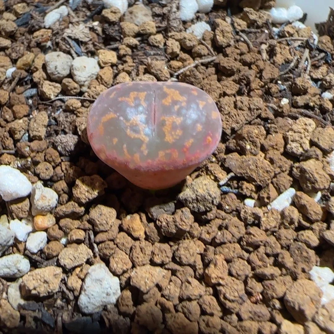 肉锥多肉植物组合-爱心勋章1112