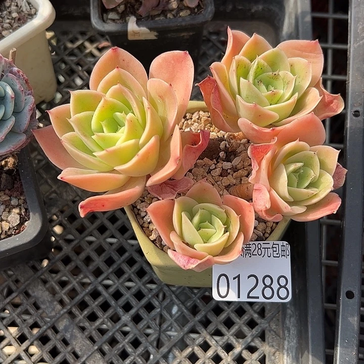 幸运的是我还没幸运