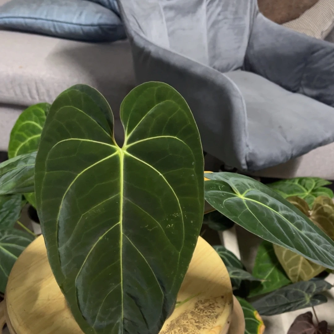 无花朵黑丝绒杂（活动两颗起拍 无售后）