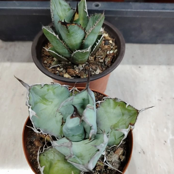 3***6仁王冠龙舌兰组合
