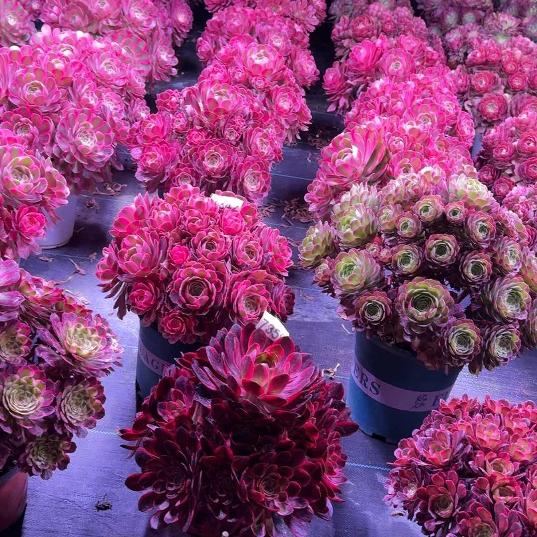 用****3多肉植物法师盆2个