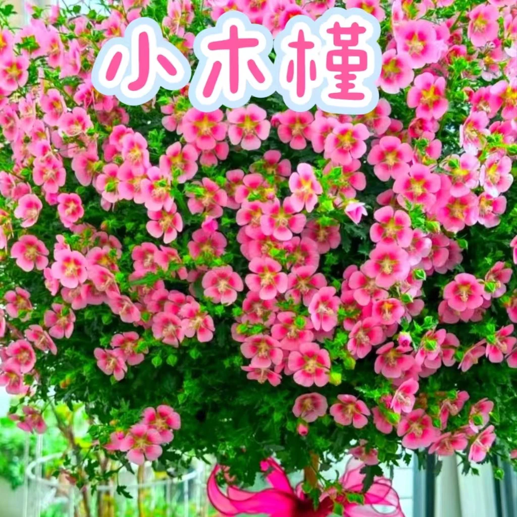 【小木槿】耐寒开花机器
