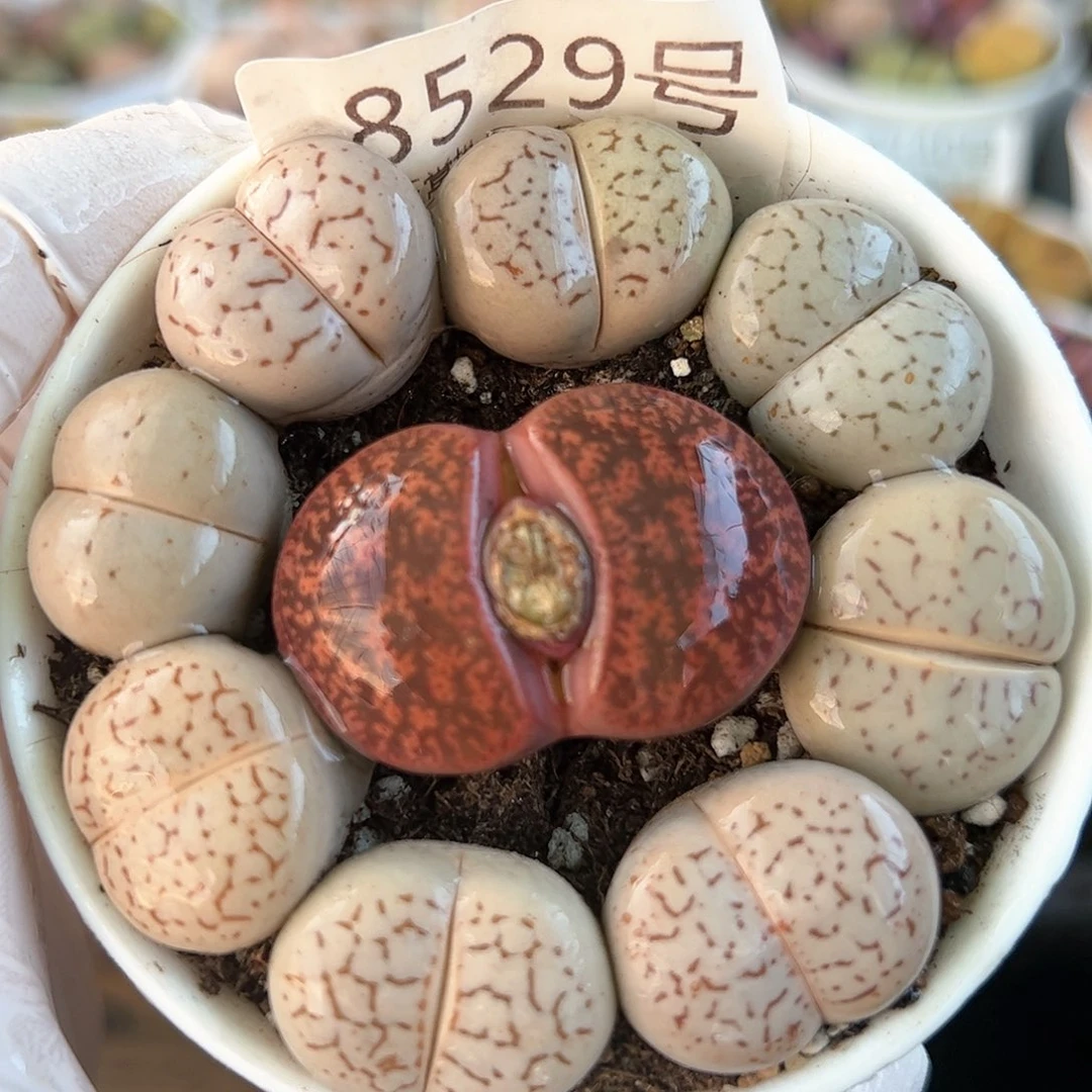 好养易活生石花大母本8529