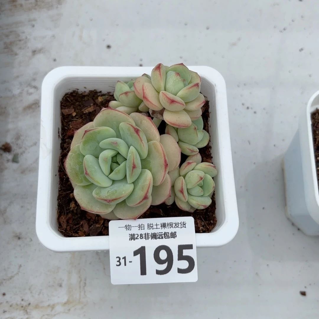 香草老桩多肉多肉