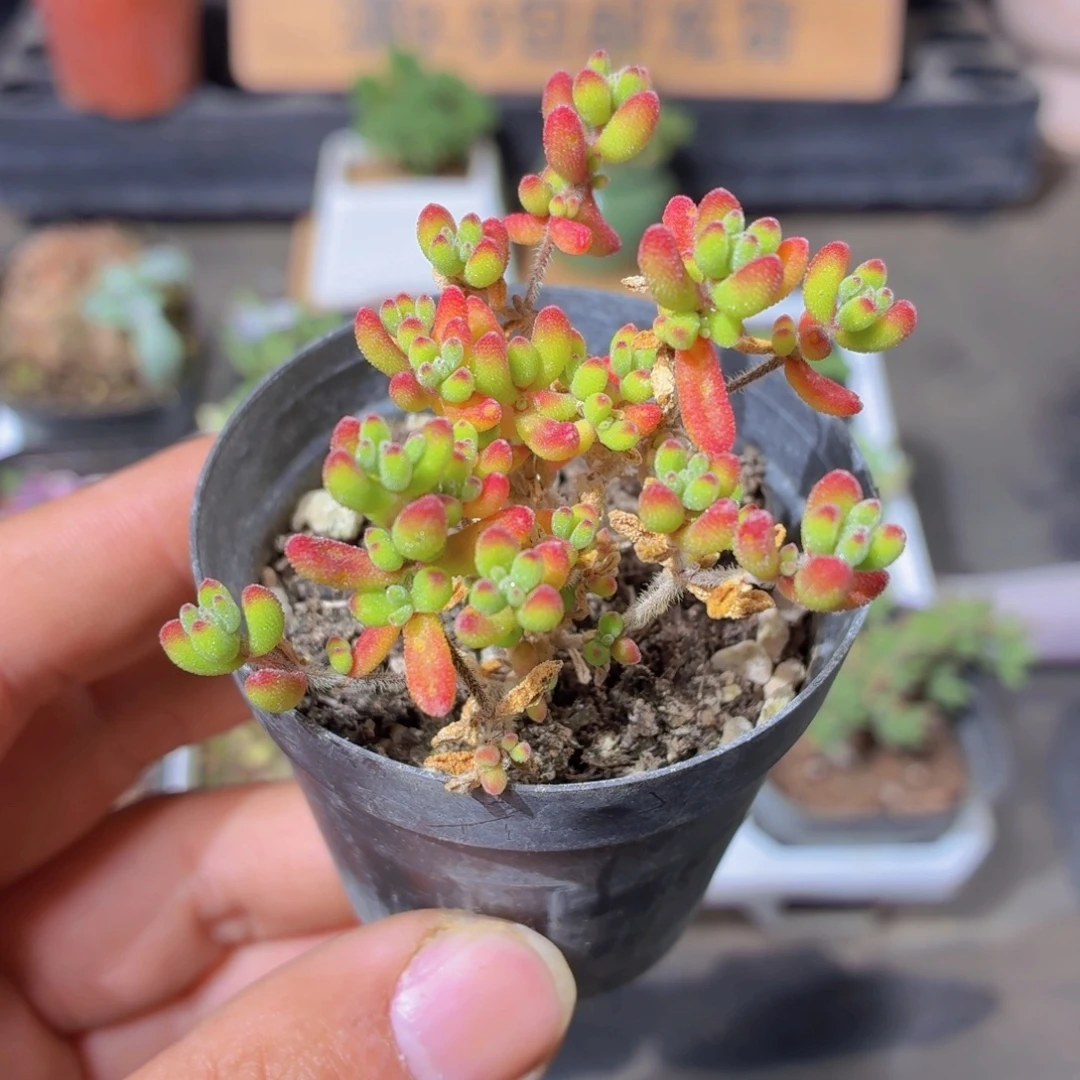 红宝石多肉9.9包邮发货