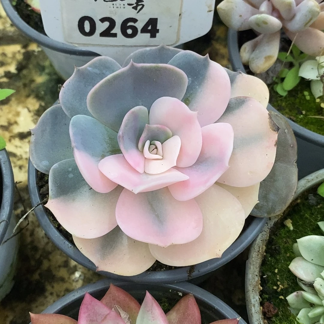 264双子座哈哈哈哈哈