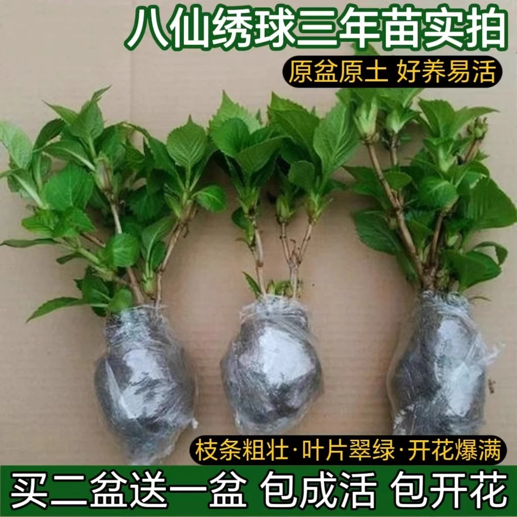 买二送一绣球花苗当年开花无尽夏老桩秀绣球花室内外阳台花卉庭院