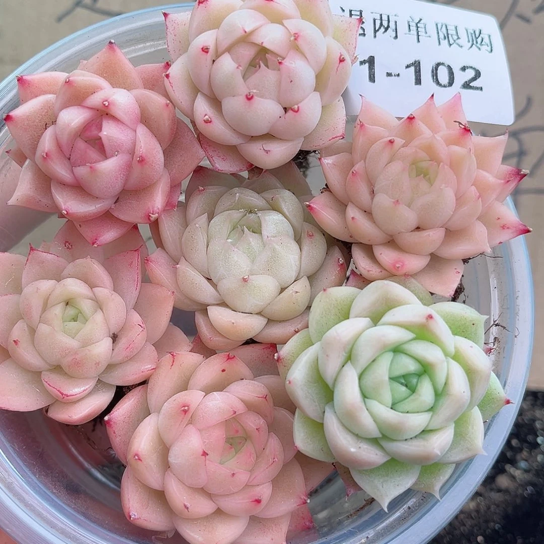 1-102 新疆西藏内蒙不发12.8包邮2-3公分多肉