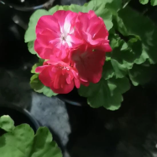 当前无花栽培后可以开花天竺葵锦段苗包对版